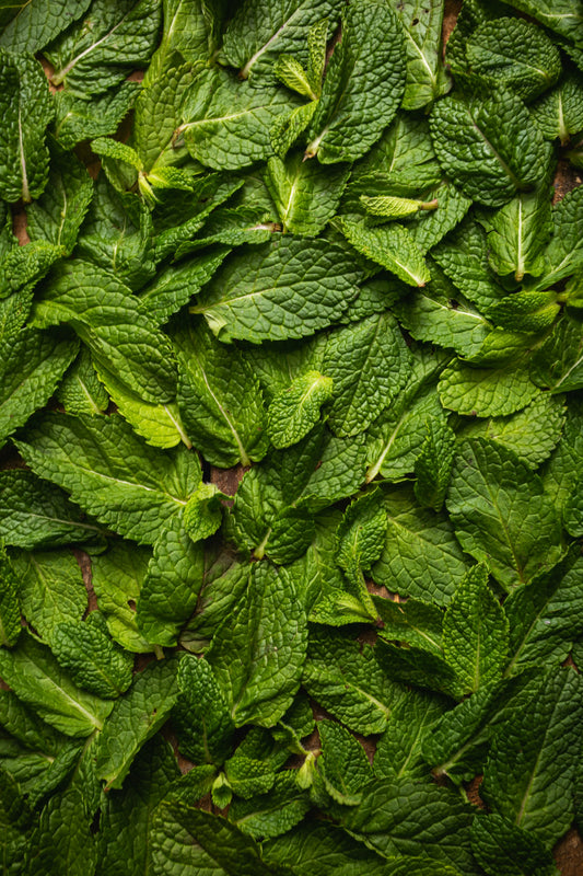 Pudina- Mint Leaves - 100 g