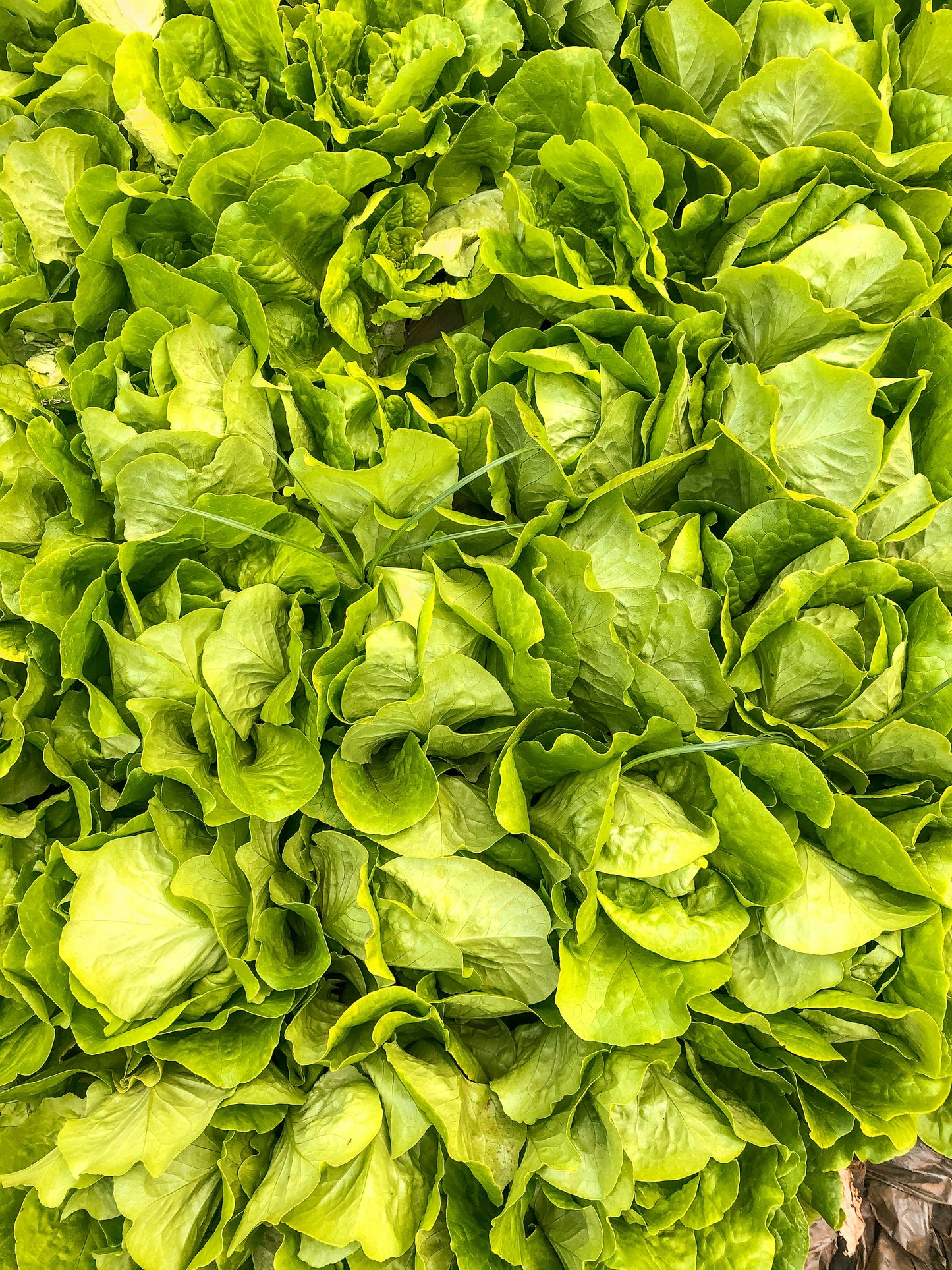 Green Lettuce (Green Salad Patta) - 200 g