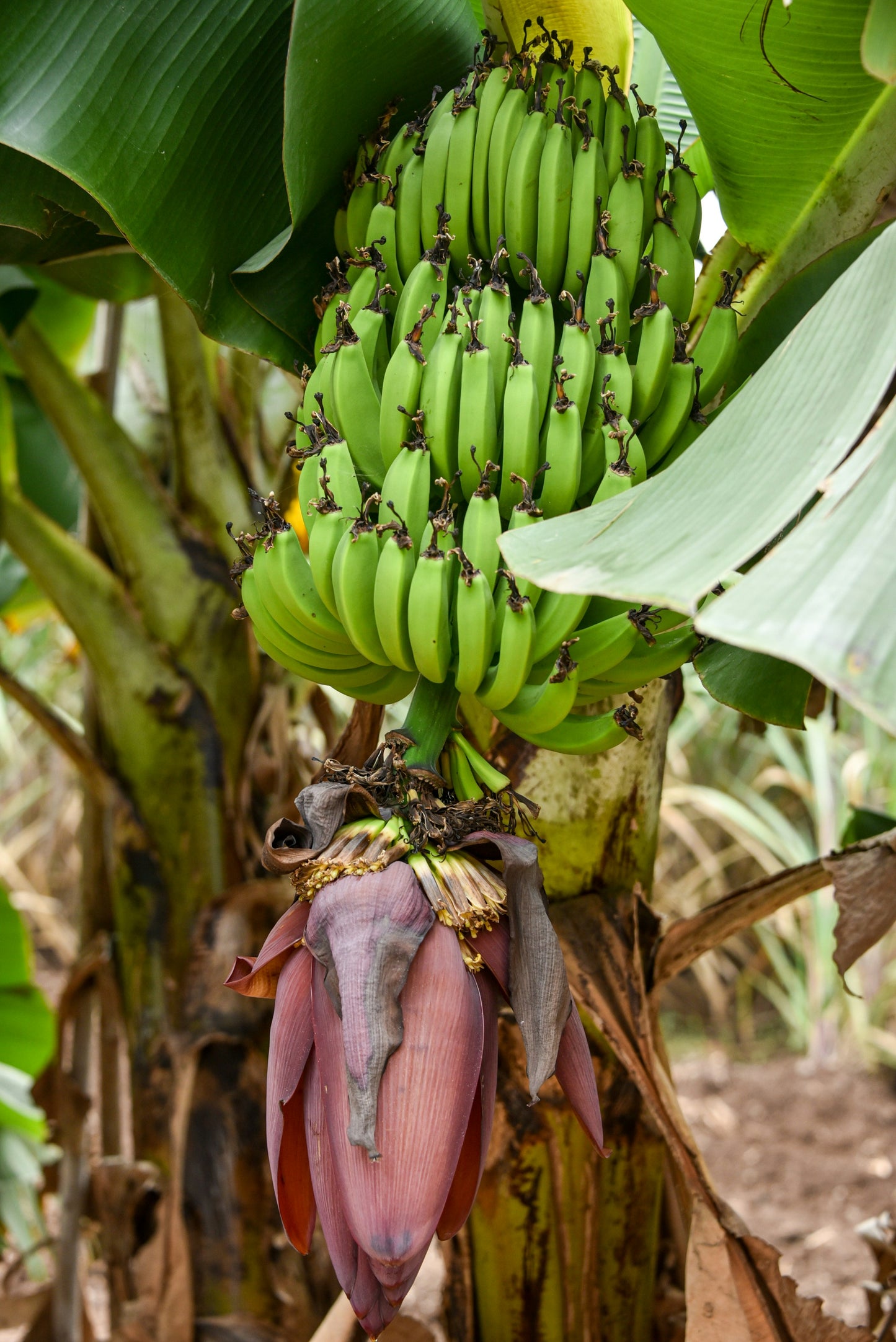Kachha Kela (Raw Banana) - 500 g
