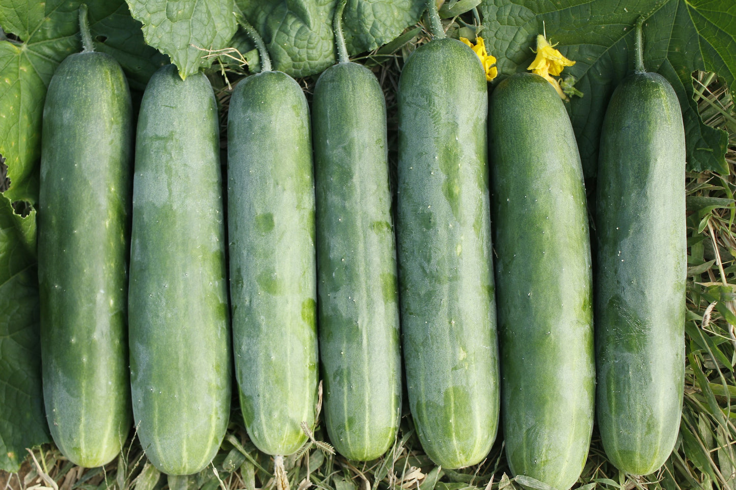 Kheera- Cucumber- Hybrid - 500 g