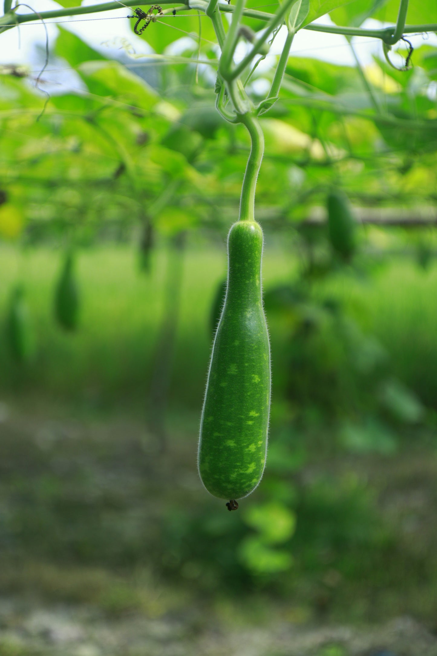 Lauki Long- Bottle Gourd - 600 g