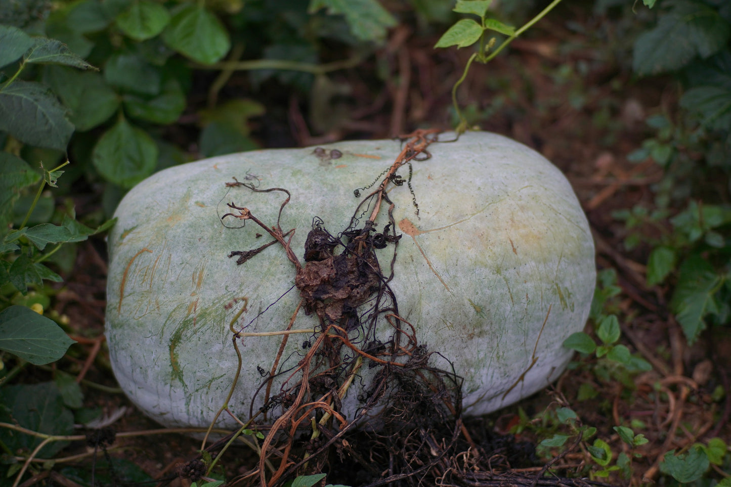 Petha Safed- Ash Gourd - 1 Kg