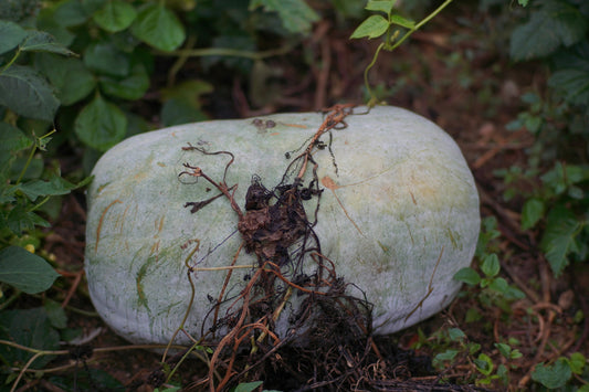 Petha Safed- Ash Gourd - 1 Kg