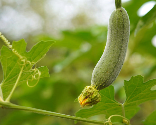 Tori- Sponge Gourd - 250 g